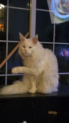 Lost Male Cat last seen Louisiana and Kentucky or Target, Savage, MN 55378