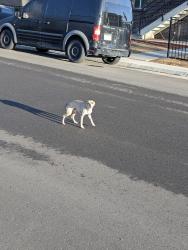 Found/Stray Male Dog last seen Zuni & West Virginia , Denver, CO 80223