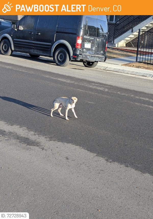 Found/Stray Male Dog last seen Zuni & West Virginia , Denver, CO 80223