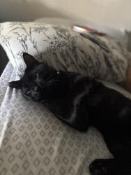 Lost Male Cat last seen Dollar general , Beverly Hills, FL 34465