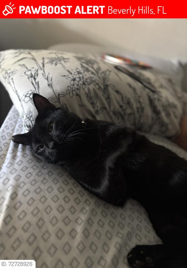 Lost Male Cat last seen Dollar general , Beverly Hills, FL 34465