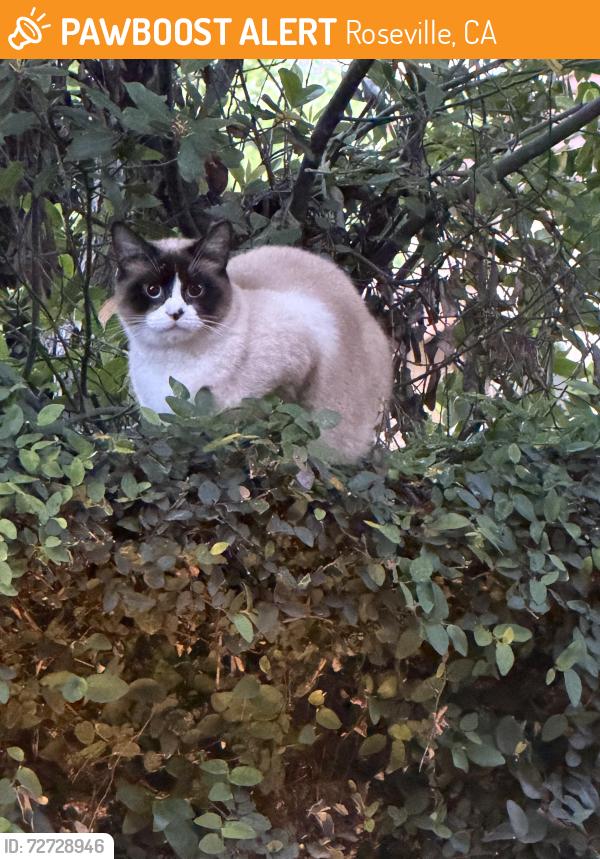 Found/Stray Unknown Cat last seen Diamond creek & blue oaks, Roseville, CA 95747