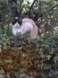 Found/Stray Unknown Cat last seen Diamond creek & blue oaks, Roseville, CA 95747