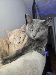Lost Male Cat last seen Near willow lane willowsprings il 60480, Willow Springs, IL 60480