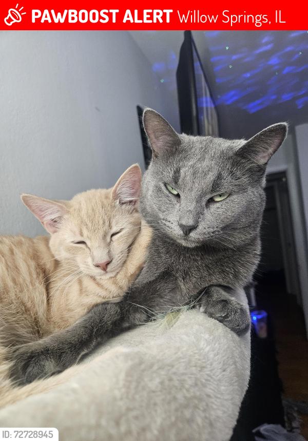 Lost Male Cat last seen Near willow lane willowsprings il 60480, Willow Springs, IL 60480