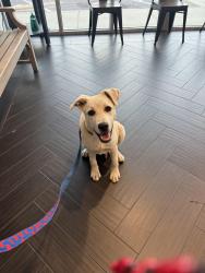 Found/Stray Male Dog last seen Central and highland, Memphis, TN 38111