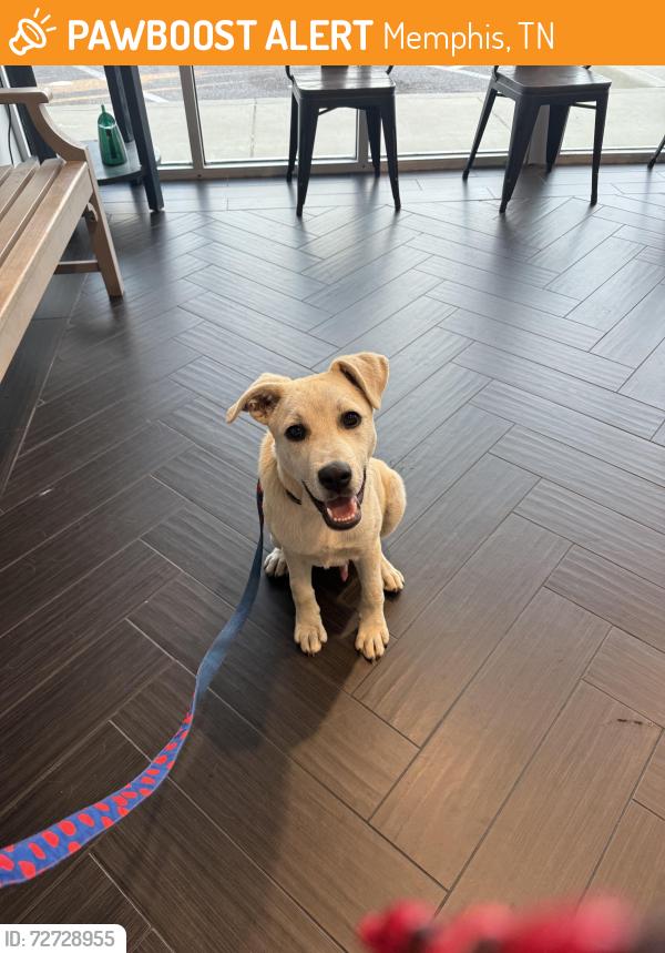 Found/Stray Male Dog last seen Central and highland, Memphis, TN 38111