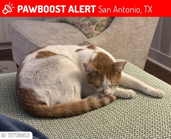 Lost Male Cat last seen Near and Vance Jackson , San Antonio, TX 78230