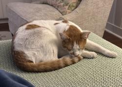 Lost Male Cat last seen Near and Vance Jackson , San Antonio, TX 78230