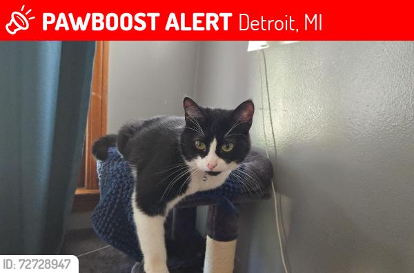 Lost Female Cat last seen Diversey, Detroit, MI 48228