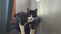 Lost Female Cat last seen Diversey , Detroit, MI 48228