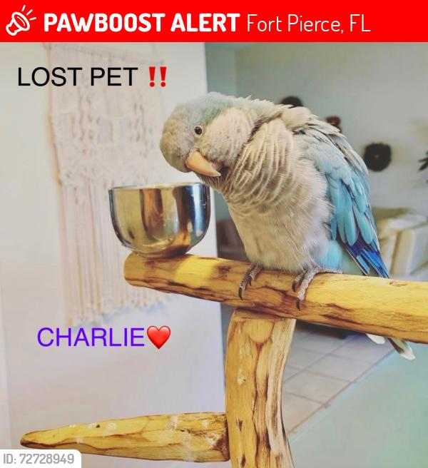 Lost Male Bird last seen Oleander Ave & Midway Rd, Fort Pierce, FL 34950