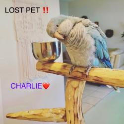 Lost Male Bird last seen Oleander Ave & Midway Rd, Fort Pierce, FL 34950