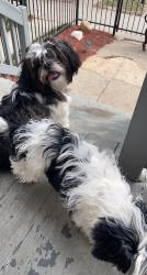 Lost Male Dog last seen South chicago, Chicago, IL 60619