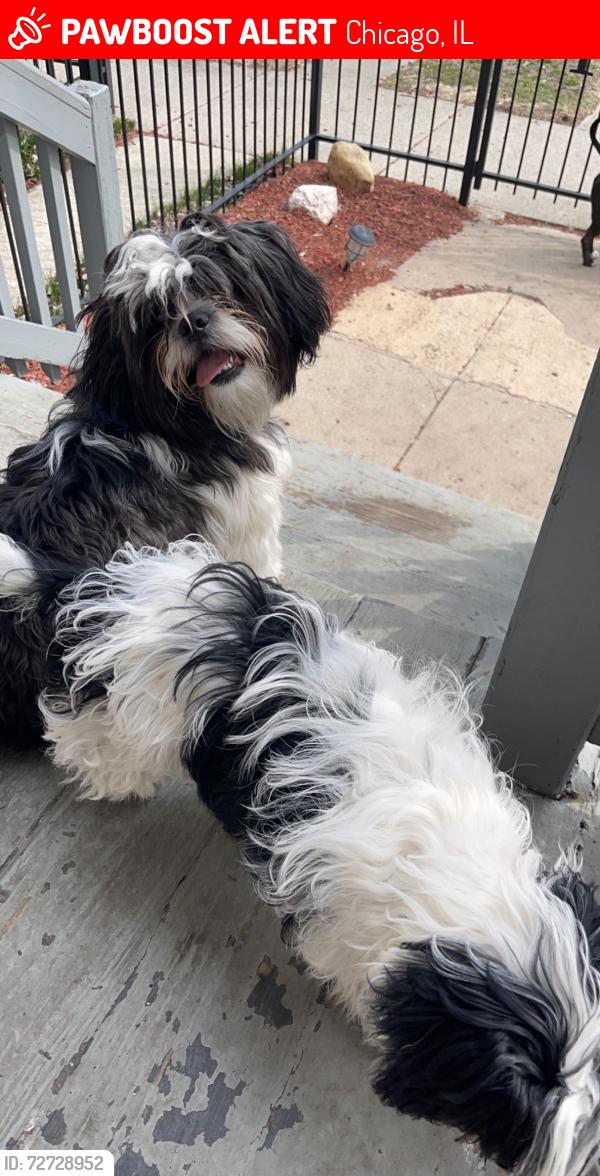 Lost Male Dog last seen South chicago, Chicago, IL 60619