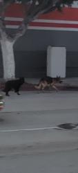 Found/Stray Unknown Dog last seen State street and Tweedy Blvd, Lynwood, CA 90262