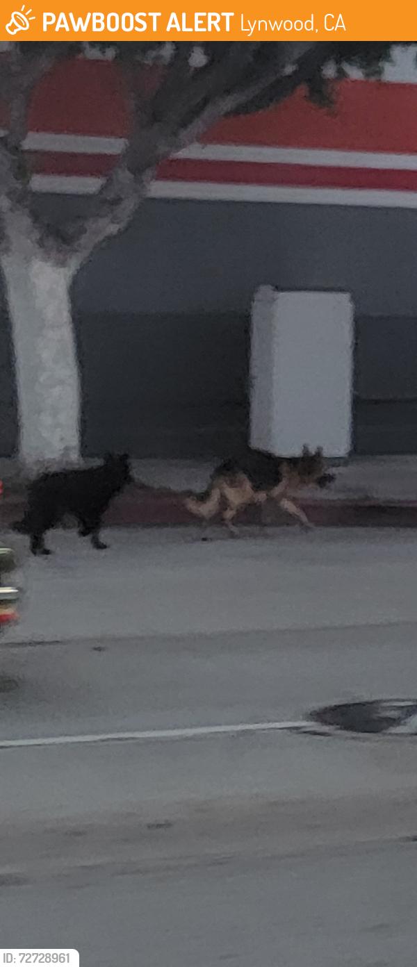 Found/Stray Unknown Dog last seen State street and Tweedy Blvd, Lynwood, CA 90262