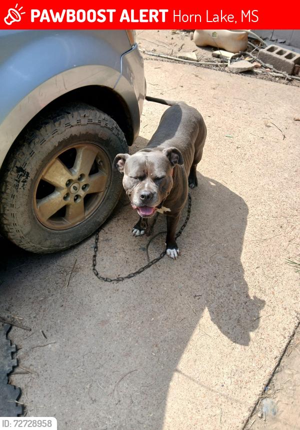 Lost Male Dog last seen Cohay drive , Horn Lake, MS 38637