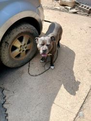 Lost Male Dog last seen Cohay drive , Horn Lake, MS 38637