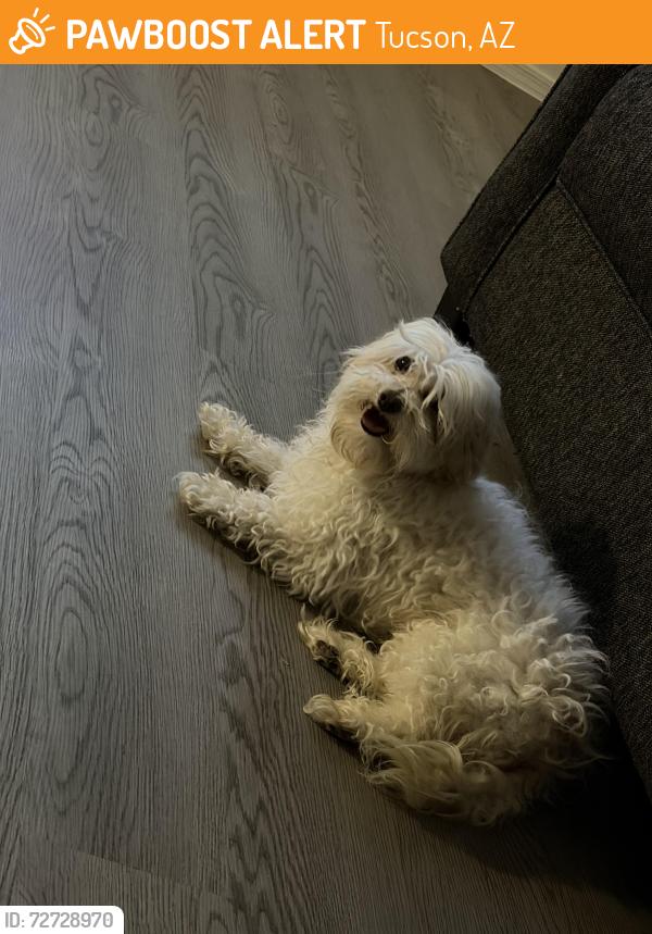 Found/Stray Male Dog last seen Greasewood and broadway blvd , Tucson, AZ 85745