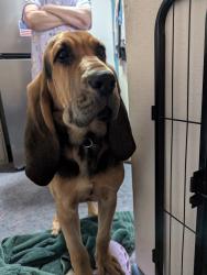 Found/Stray Male Dog last seen 11th and Airport blvd , Aurora, CO 80011