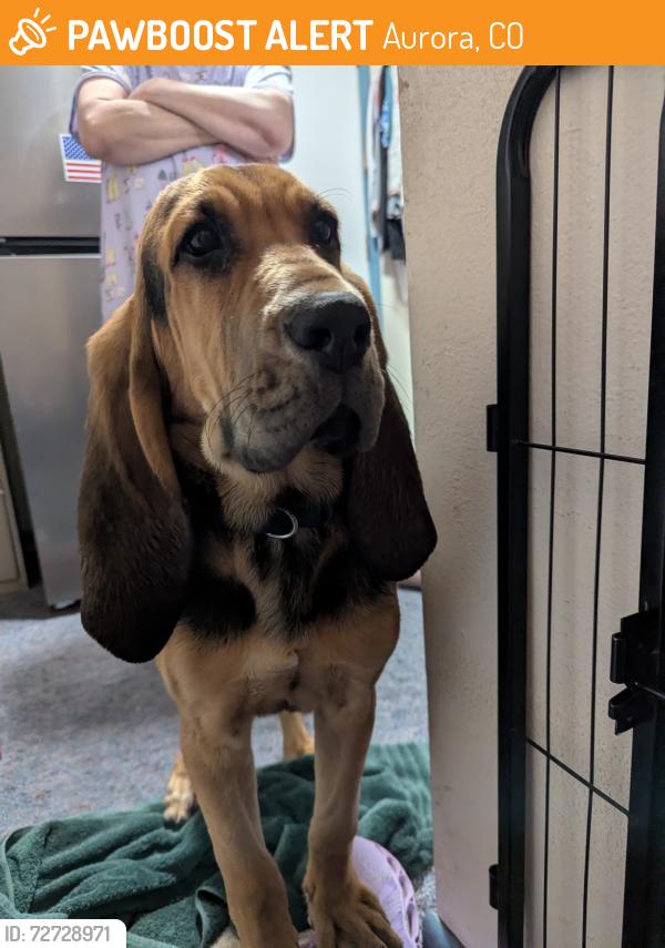 Found/Stray Male Dog last seen 11th and Airport blvd , Aurora, CO 80011