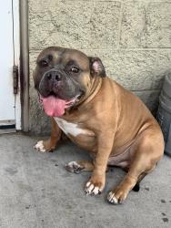 Found/Stray Male Dog last seen Cypresswood at the s gas station, Harris County, TX 77379