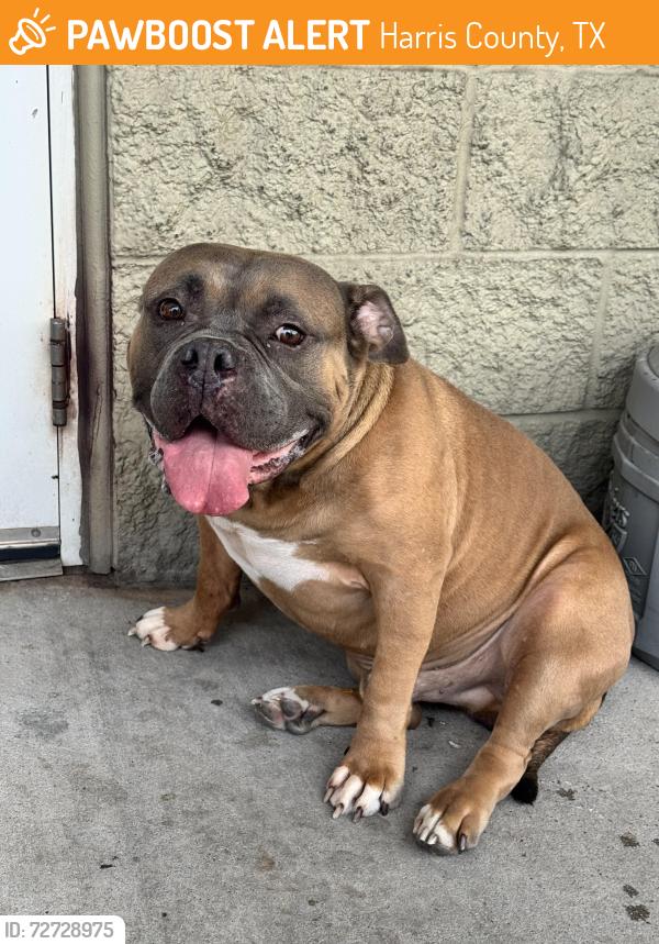 Found/Stray Male Dog last seen Cypresswood at the s gas station, Harris County, TX 77379
