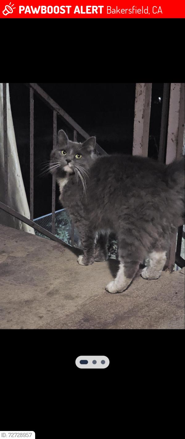 Lost Female Cat last seen Oak St and palm, Bakersfield, CA 93304
