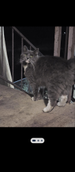 Lost Female Cat last seen Oak St and palm, Bakersfield, CA 93304