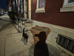 Found/Stray Unknown Cat last seen 4th and inson, Philadelphia, PA 19147