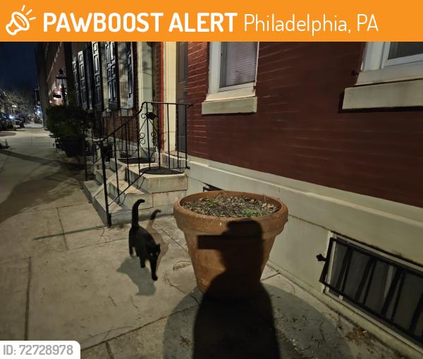 Found/Stray Unknown Cat last seen 4th and inson, Philadelphia, PA 19147