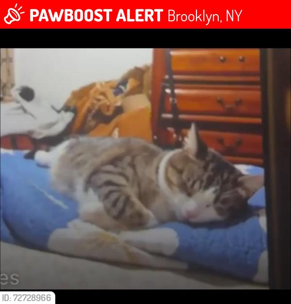 Lost Female Cat last seen West 11th st & west 12th street, Brooklyn, NY 11204