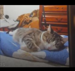 Lost Female Cat last seen West 11th st & west 12th street, Brooklyn, NY 11204