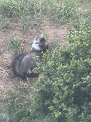 Found/Stray Unknown Cat last seen Wavecrest dr, Daly City , Daly City, CA 94015