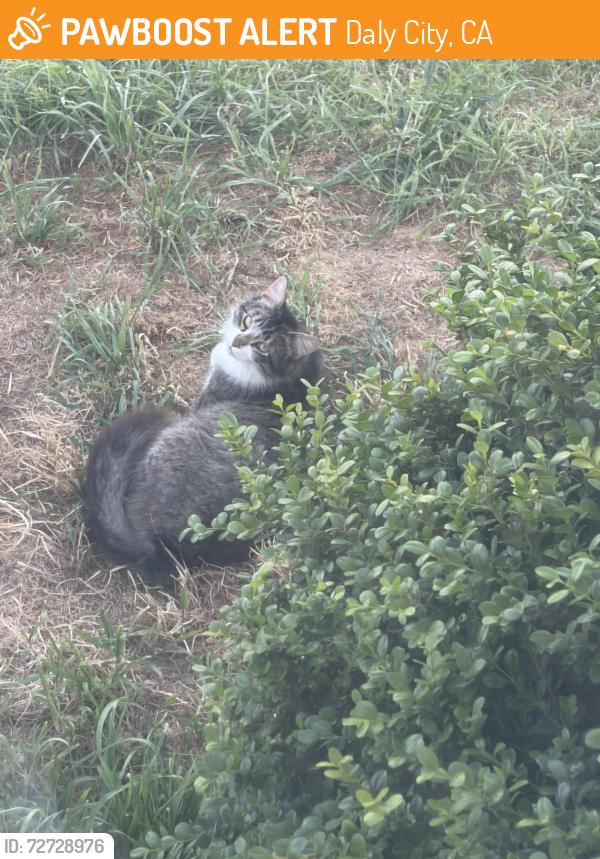 Found/Stray Unknown Cat last seen Wavecrest dr, Daly City , Daly City, CA 94015