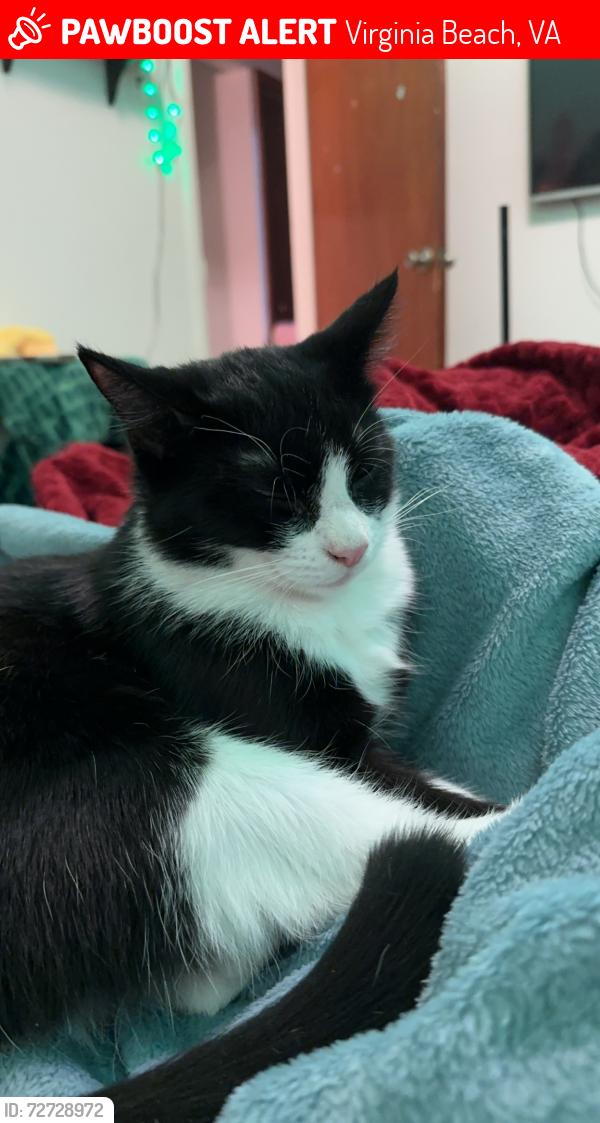 Lost Female Cat last seen Cheyenne and Princess Anne Rd.  BHG Clinic parking lot basically. , Virginia Beach, VA 23462