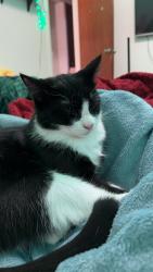 Lost Female Cat last seen Cheyenne and Princess Anne Rd.  BHG Clinic parking lot basically. , Virginia Beach, VA 23462