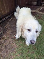Found/Stray Male Dog last seen Country Crest Drive and Strait Lane, Waxahachie, TX 75165
