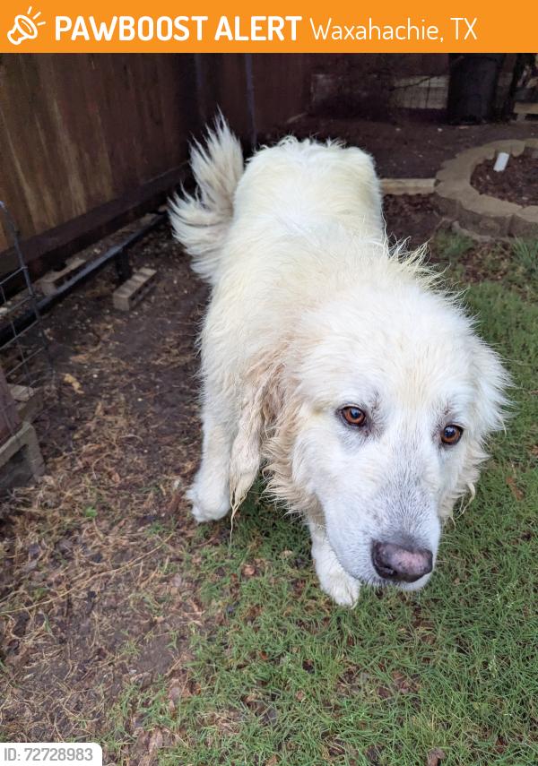 Found/Stray Male Dog last seen Country Crest Drive and Strait Lane, Waxahachie, TX 75165