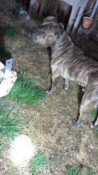 Found/Stray Male Dog last seen Kennewick, Kennewick, WA 99337