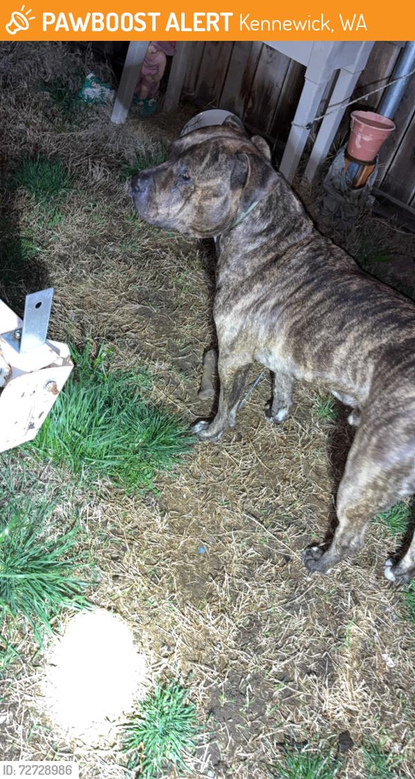 Found/Stray Male Dog last seen Kennewick, Kennewick, WA 99337