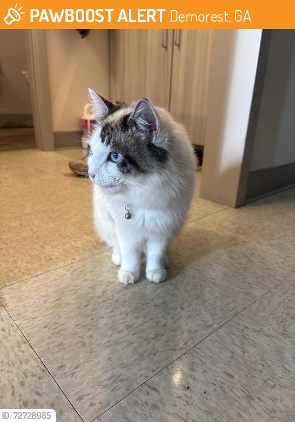Found/Stray Female Cat last seen Piedmont lacrosse field, Demorest, GA 30535