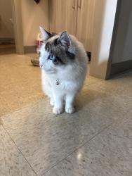Found/Stray Female Cat last seen Piedmont lacrosse field, Demorest, GA 30535