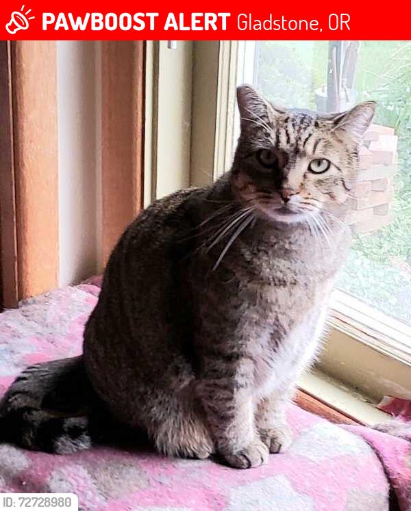Lost Male Cat last seen Between Bellevue and Beatrice on W Fairfield, Gladstone, OR 97027