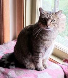 Lost Male Cat last seen Between Bellevue and Beatrice on W Fairfield, Gladstone, OR 97027