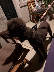 Found/Stray Male Dog last seen Terracotta  school , Lake Elsinore, CA 92530