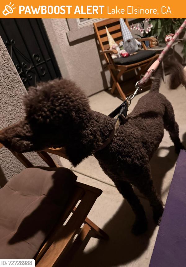 Found/Stray Male Dog last seen Terracotta  school , Lake Elsinore, CA 92530