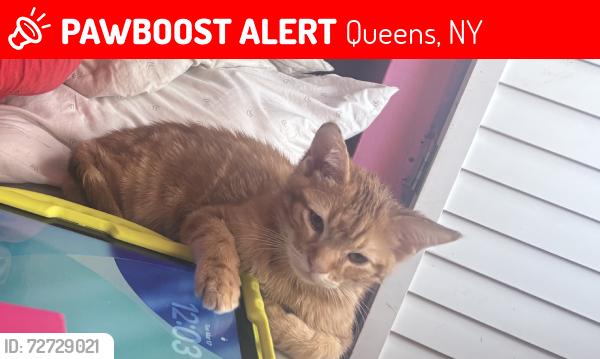 Lost Female Cat last seen 110th ave & 147th st, Queens, NY 11435