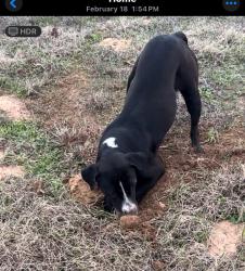 Lost Female Dog last seen Near LCR and 1633, Mexia, TX 76667